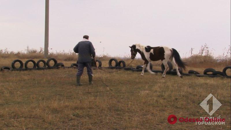 В Одессе появится левада для реабилитации лошадей