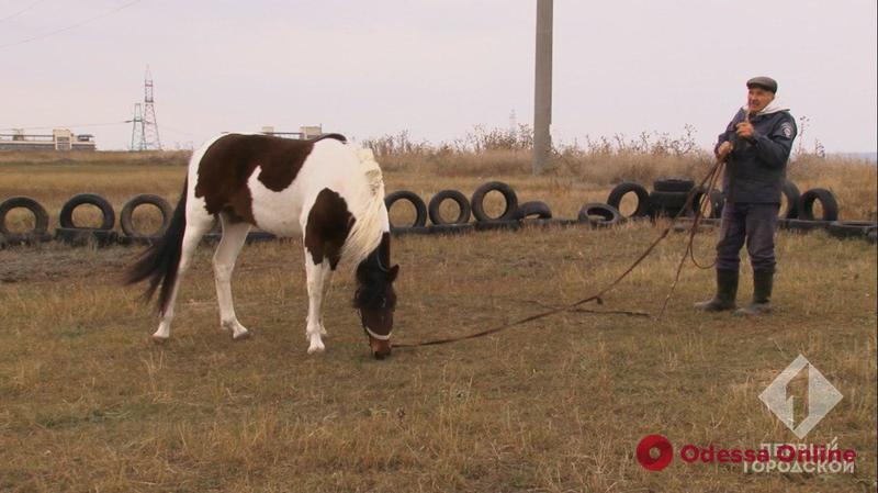 В Одессе появится левада для реабилитации лошадей