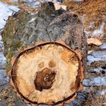 На юге Одесской области местные жители незаконно рубили дубы