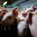 Чума свиней: жителям юга Одесской области возместят убытки