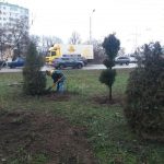 В Одессе с начала года высадили более тысячи деревьев