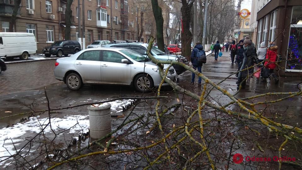 В центре Одессы ветка дерева упала на автомобили