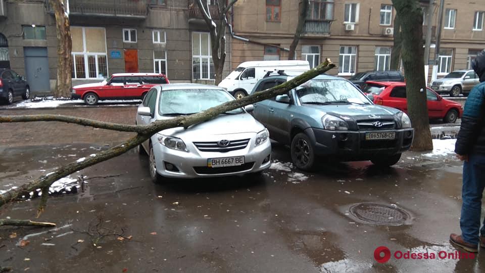 В центре Одессы ветка дерева упала на автомобили