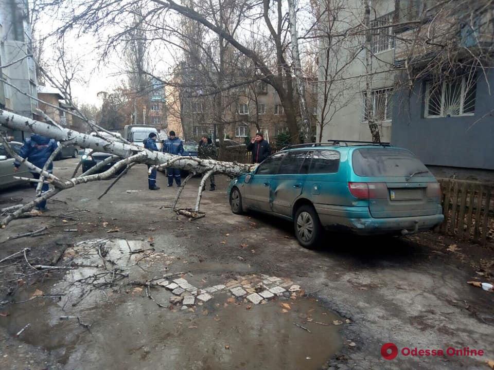 В Одессе сильный ветер повалил шесть деревьев