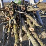 В Одесской области на границе задержали «черных» лесорубов
