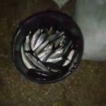 В Одесской области браконьер наловил кефали на 126 тысяч гривен