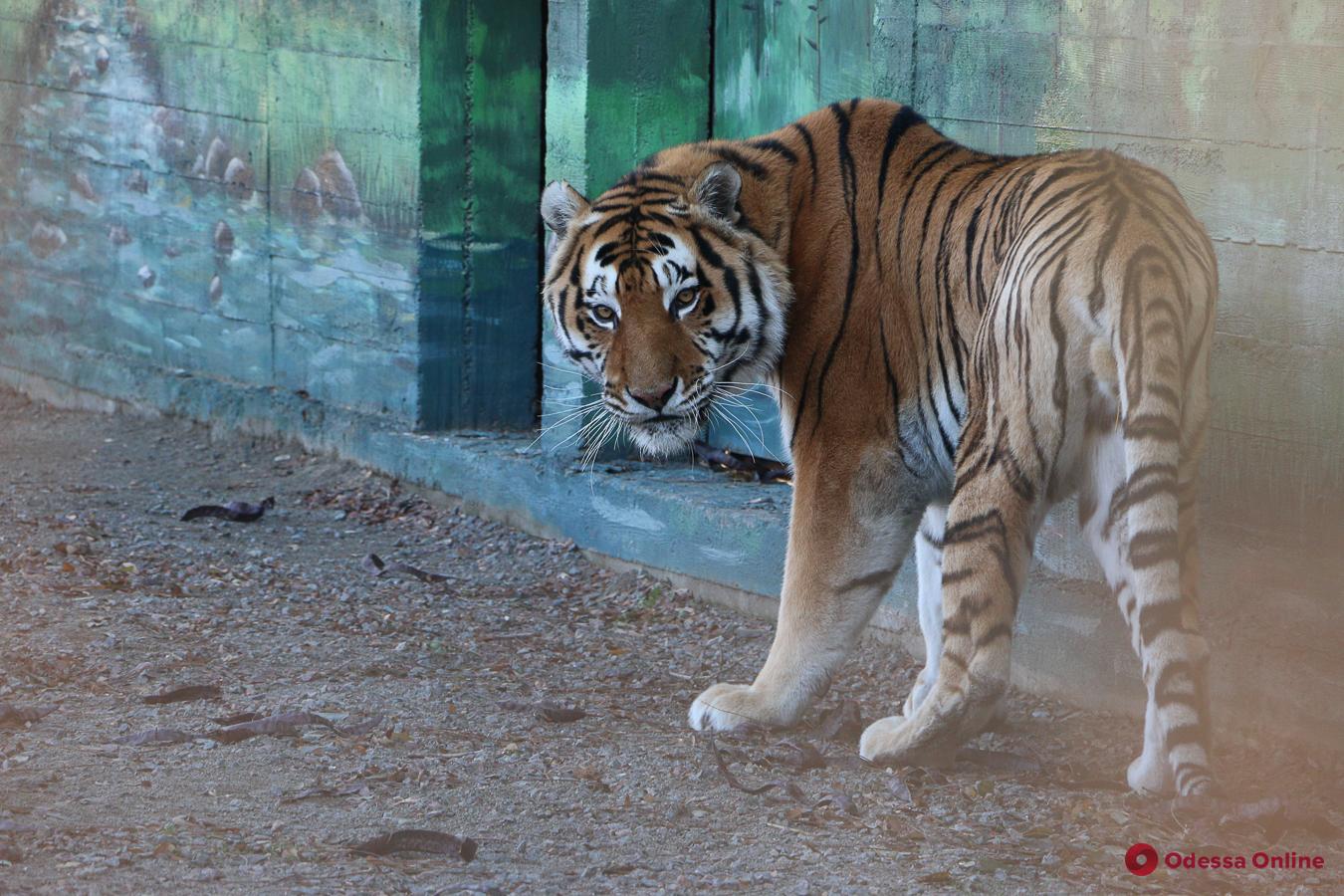 Спячка и логово: кто и как зимует в Одесском зоопарке