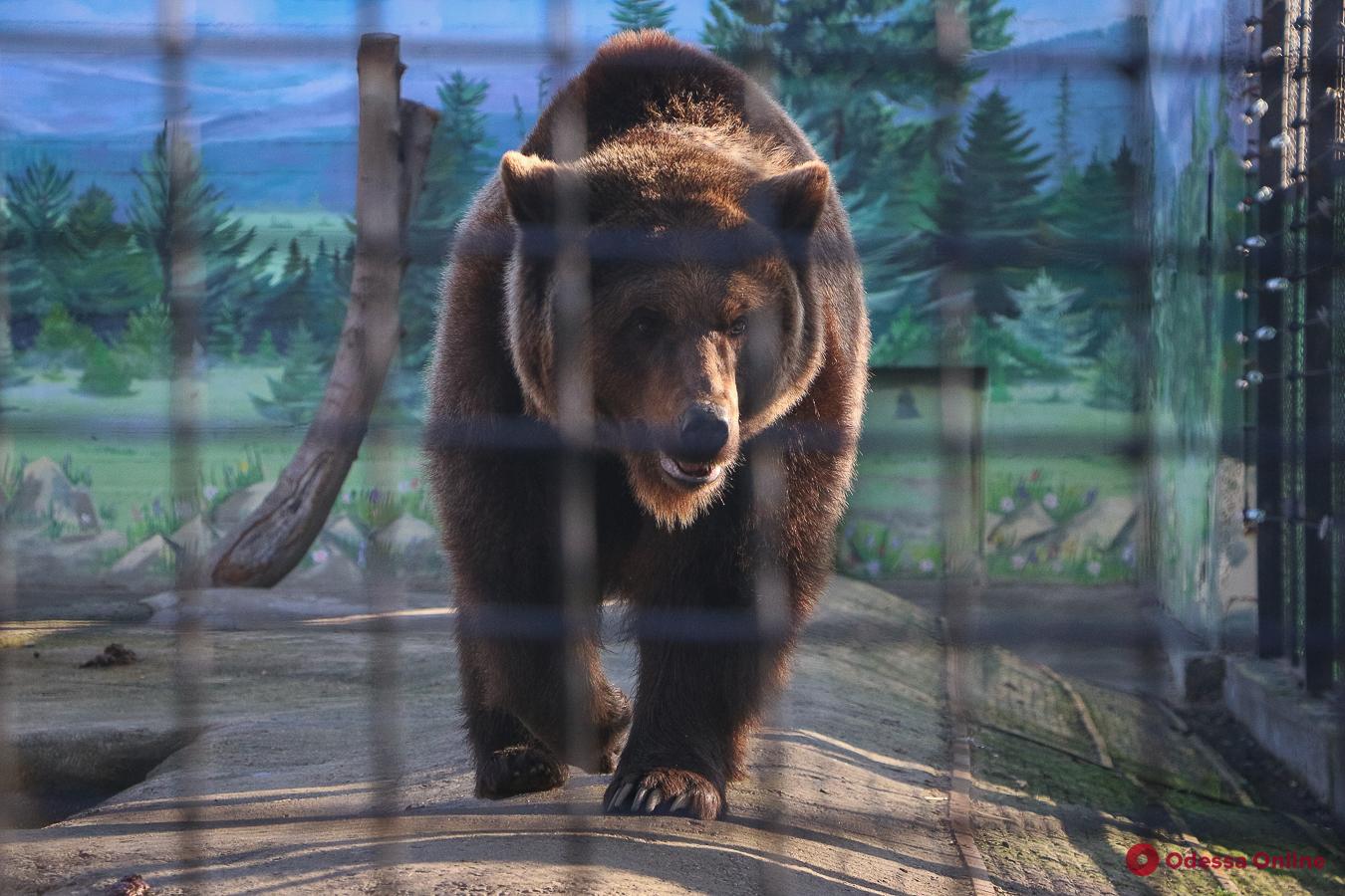Величайшие истории побегов из одесского зоопарка