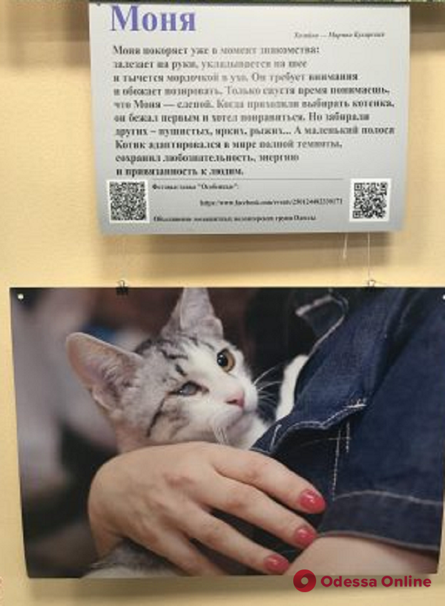 В Одессе проходит фотовыставка спасенных животных (фоторепортаж)