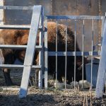 В Одесском зоопарке появились новоселы