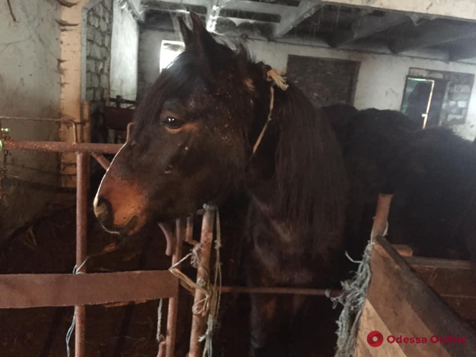 В Одесской области волонтеры пытаются спасти лошадей: хозяин продает их на мясо