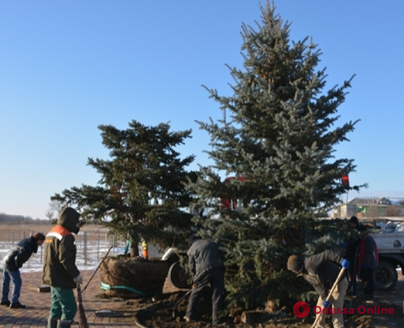 В измаильском парке вместо изуродованной ели высадили новое дерево В измаильском парке вместо изуродованной ели высадили новое дерево