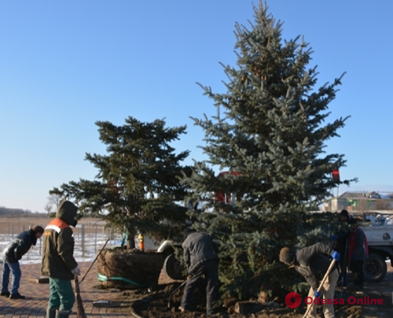 В измаильском парке вместо изуродованной ели высадили новое дерево