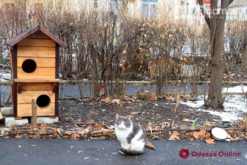 Следуя примеру одесситов: в Черноморске появилась «кошачья двухэтажка»