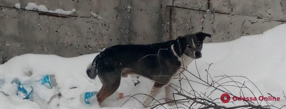 В Одесской области спасатели вытащили из ямы кошку и собаку