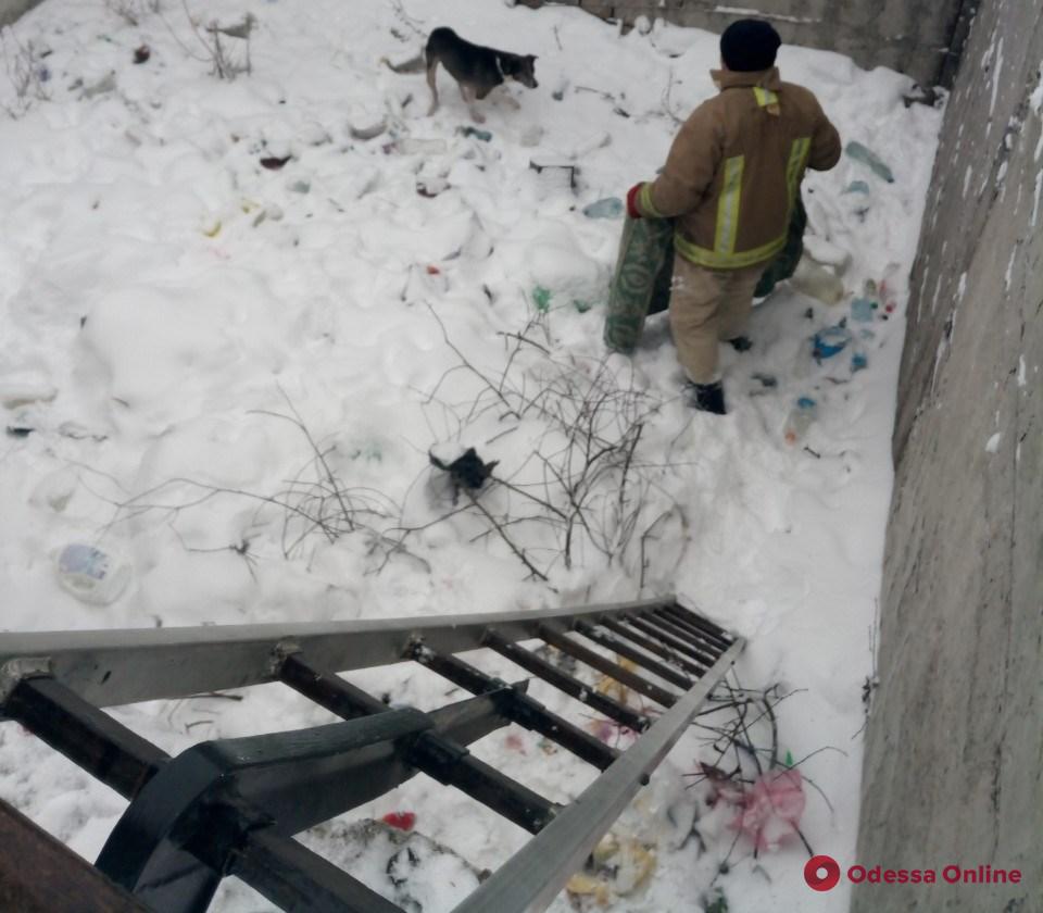 В Одесской области спасатели вытащили из ямы кошку и собаку