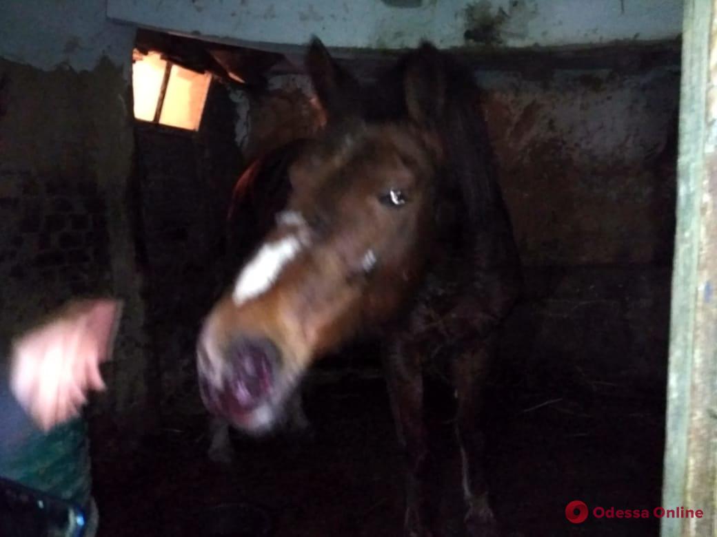 Одесская область: убийца пытался скрыться от полиции верхом на коне (фото, обновлено)