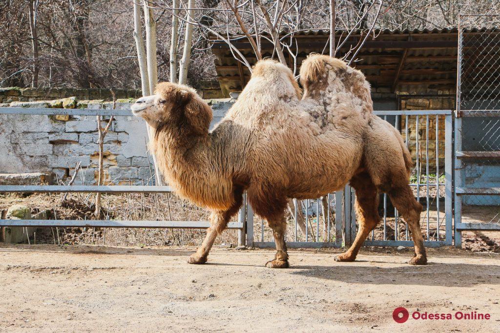 Гордая лама и поцелуй фламинго: один день из жизни Одесского зоопарка (фоторепортаж)