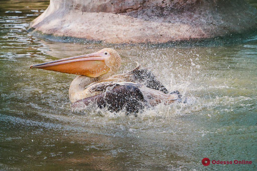 Гордая лама и поцелуй фламинго: один день из жизни Одесского зоопарка (фоторепортаж)