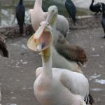 зоопарк пеликан