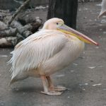 зоопарк пеликан
