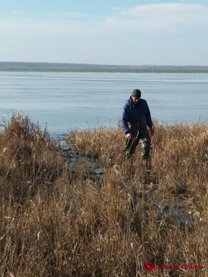 На озере в Одесской области спасли вмерзших в лед лебедей