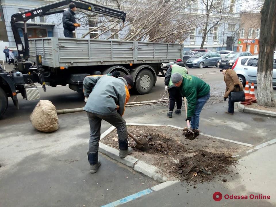 В Одессе на три десятка деревьев стало больше