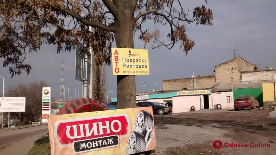 В Одессе борются с рекламными табличками на деревьях