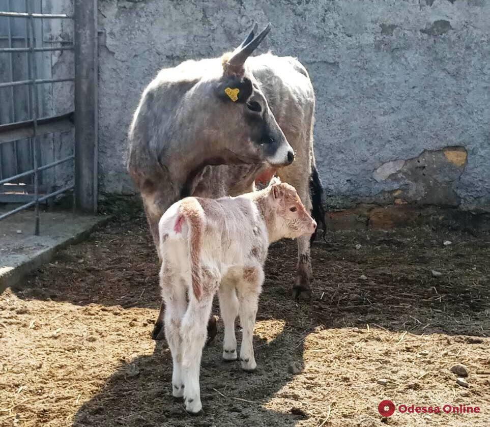 В Одесском зоопарке у пары венгерских коров родился теленок