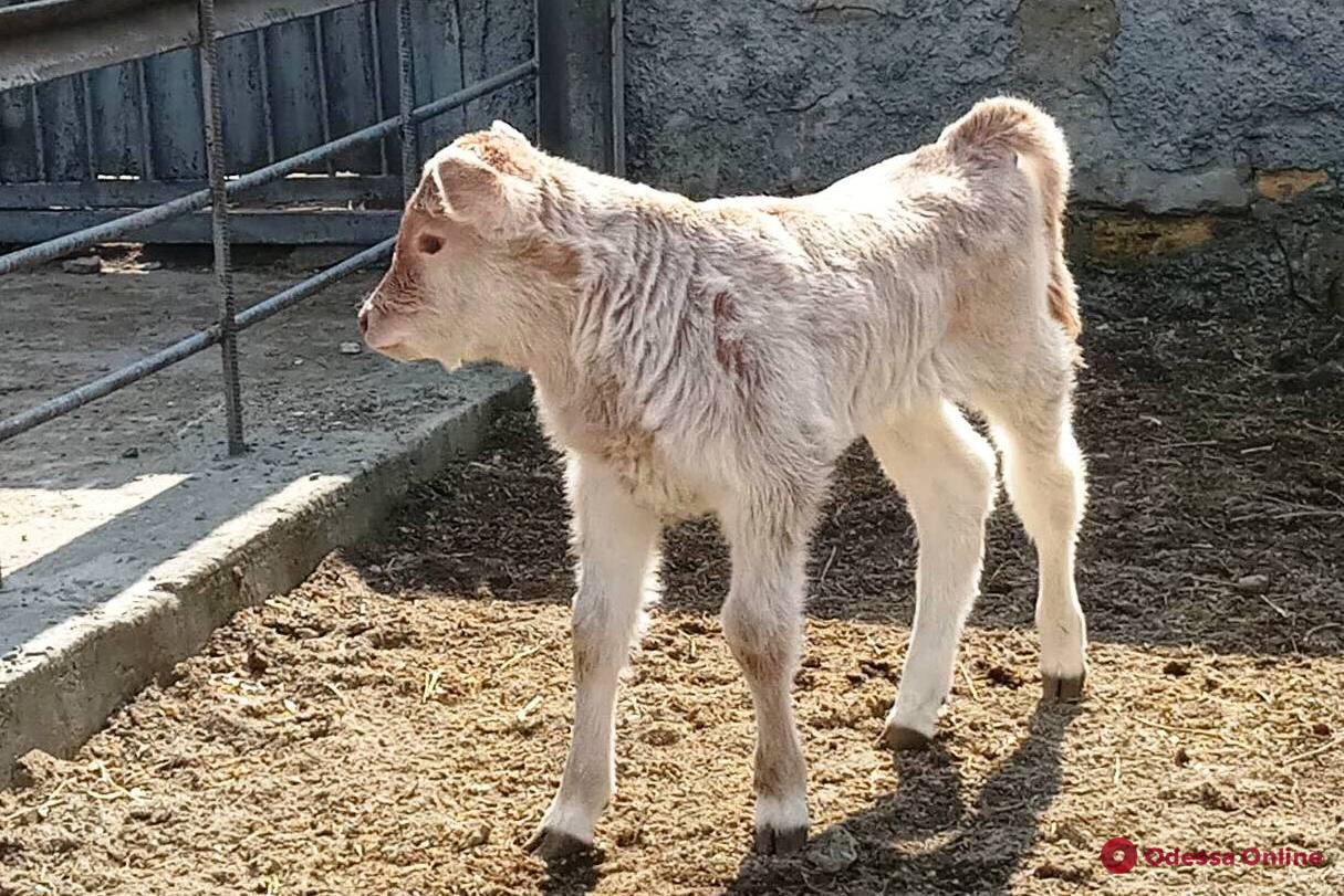 В Одесском зоопарке у пары венгерских коров родился теленок