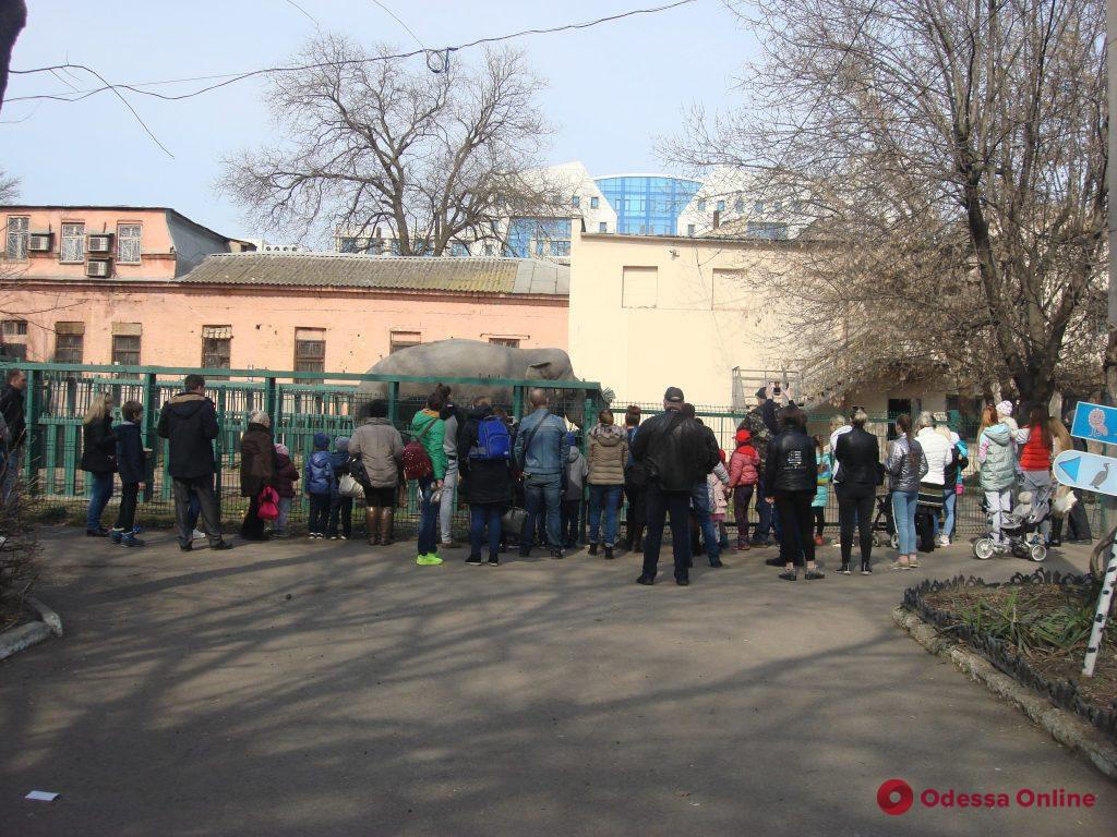В Одесском зоопарке встречали весну