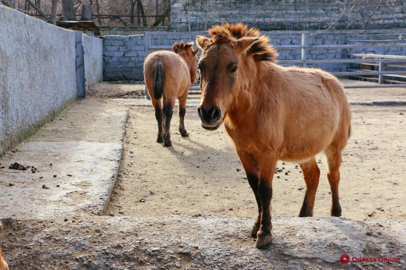 Обитатели одесского зоопарка переехали в летние вольеры