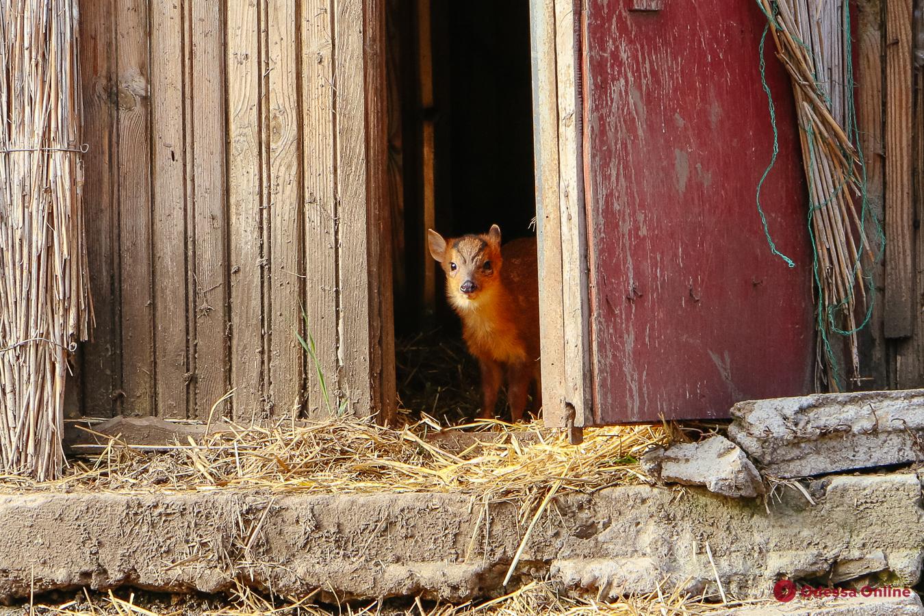 Дикобразы, козы и мунтжаки: в Одесском зоопарке начался бэби-бум
