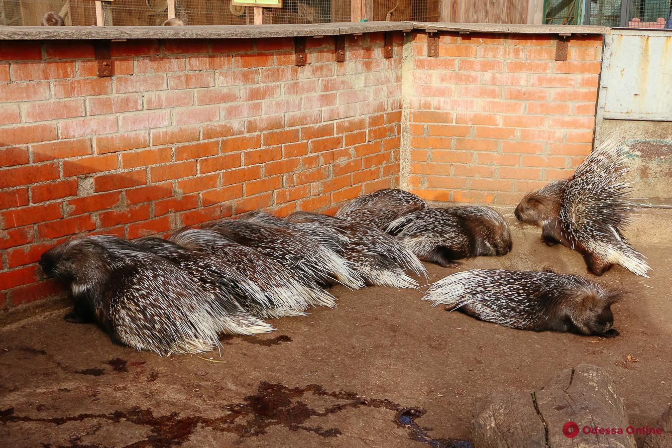 Дикобразы, козы и мунтжаки: в Одесском зоопарке начался бэби-бум