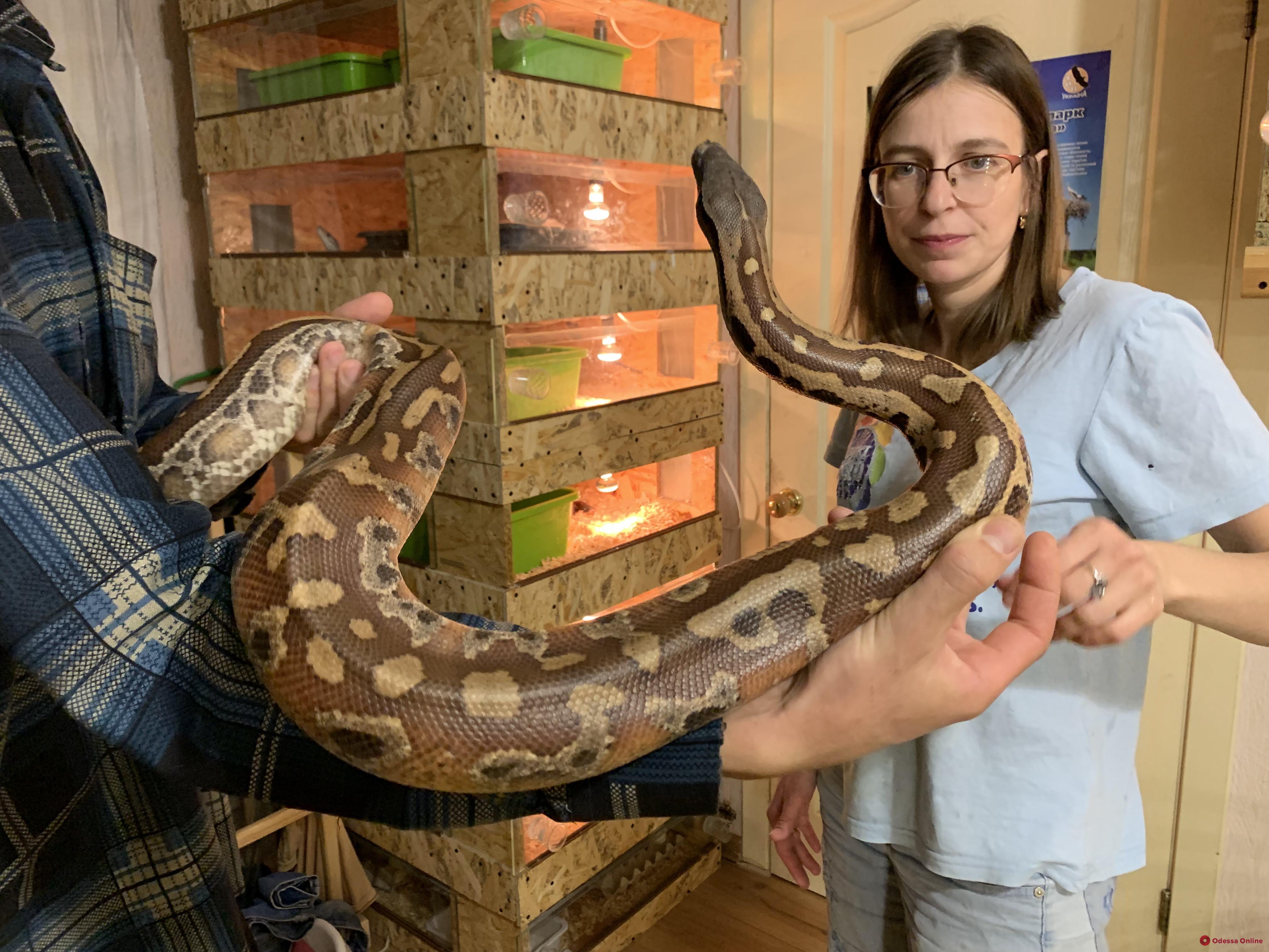 Одесская биолог, террариумист и дважды мама: как живет владелица более двухсот змей