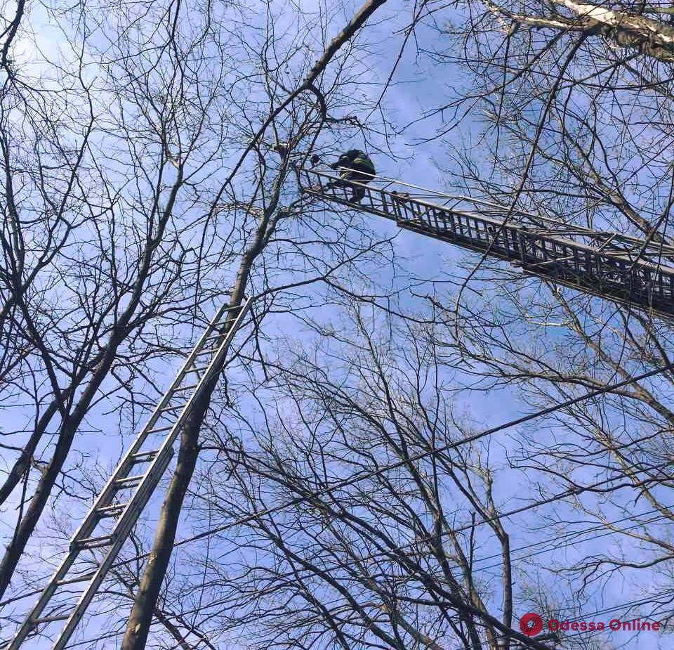 В Одессе спасатели снимали с дерева кота-верхолаза