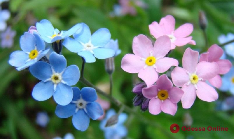 В Одессе весной высадят 250 тысяч цветов