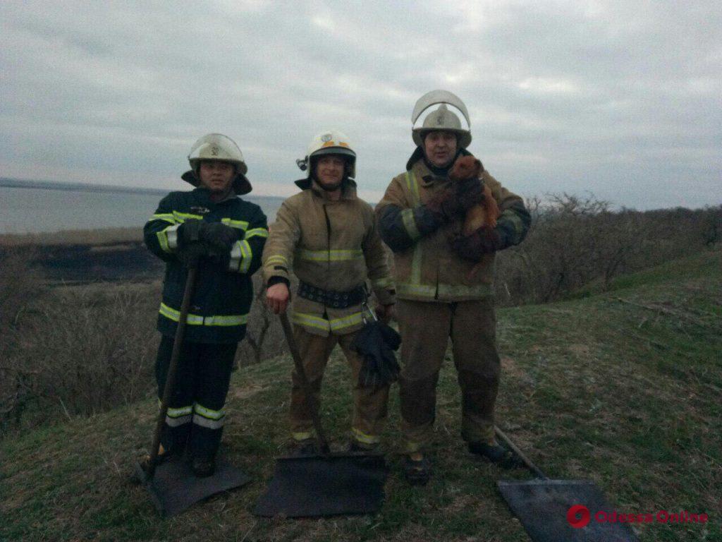 В национальном природном парке в Одесской области был пожар