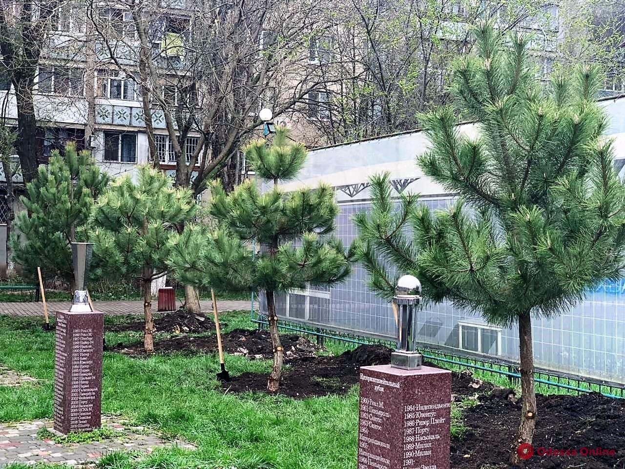 Одесса: в сквере Истории футбола высадили сосновую аллею