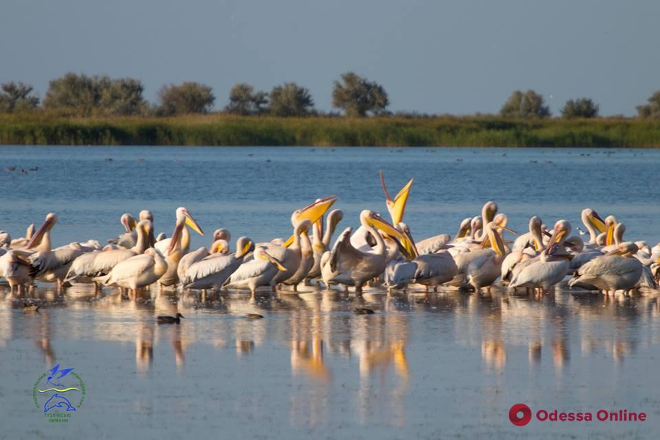 В «Тузловские лиманы» прилетели розовые пеликаны