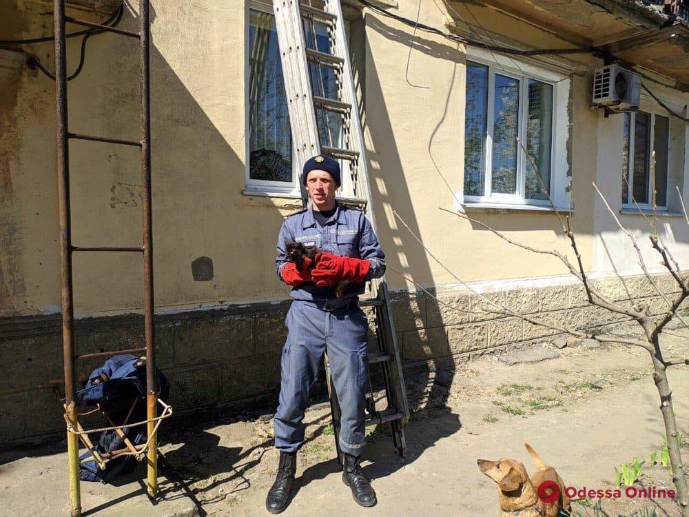 Одесская область: сотрудники ГСЧС спасли застрявшего в окне кота