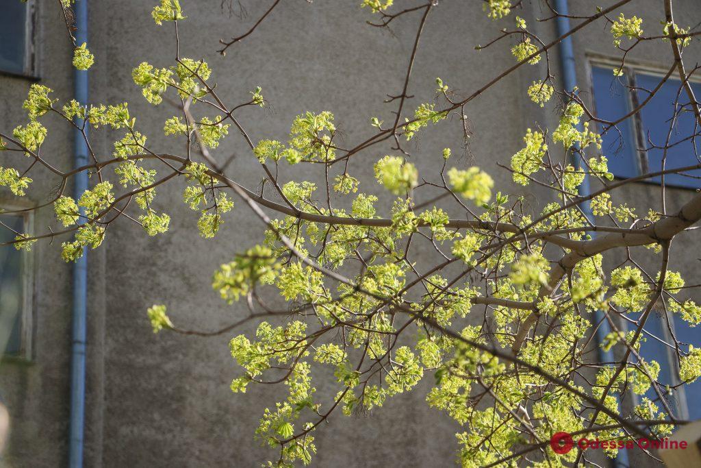 Весна прекрасна: в Одессе все цветет и пахнет (фоторепортаж)
