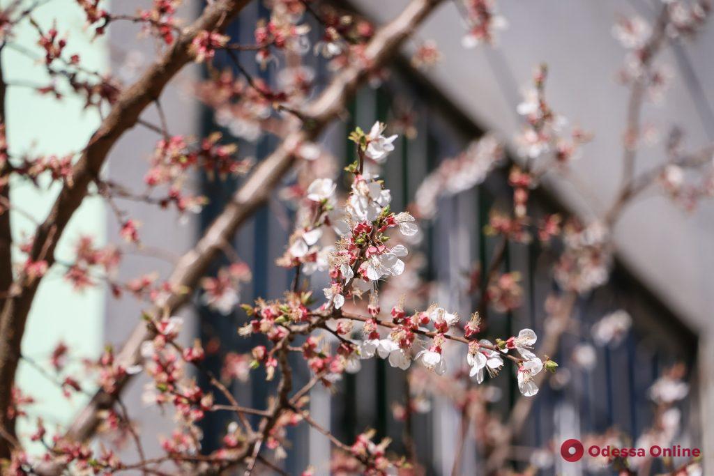Весна прекрасна: в Одессе все цветет и пахнет (фоторепортаж)