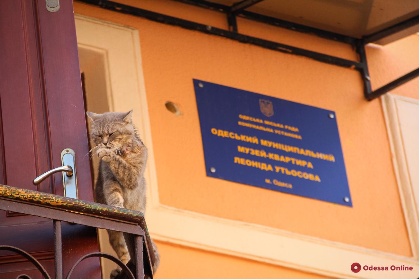Бандит, музейный и уличный: разнообразие одесских котов (фоторепортаж)