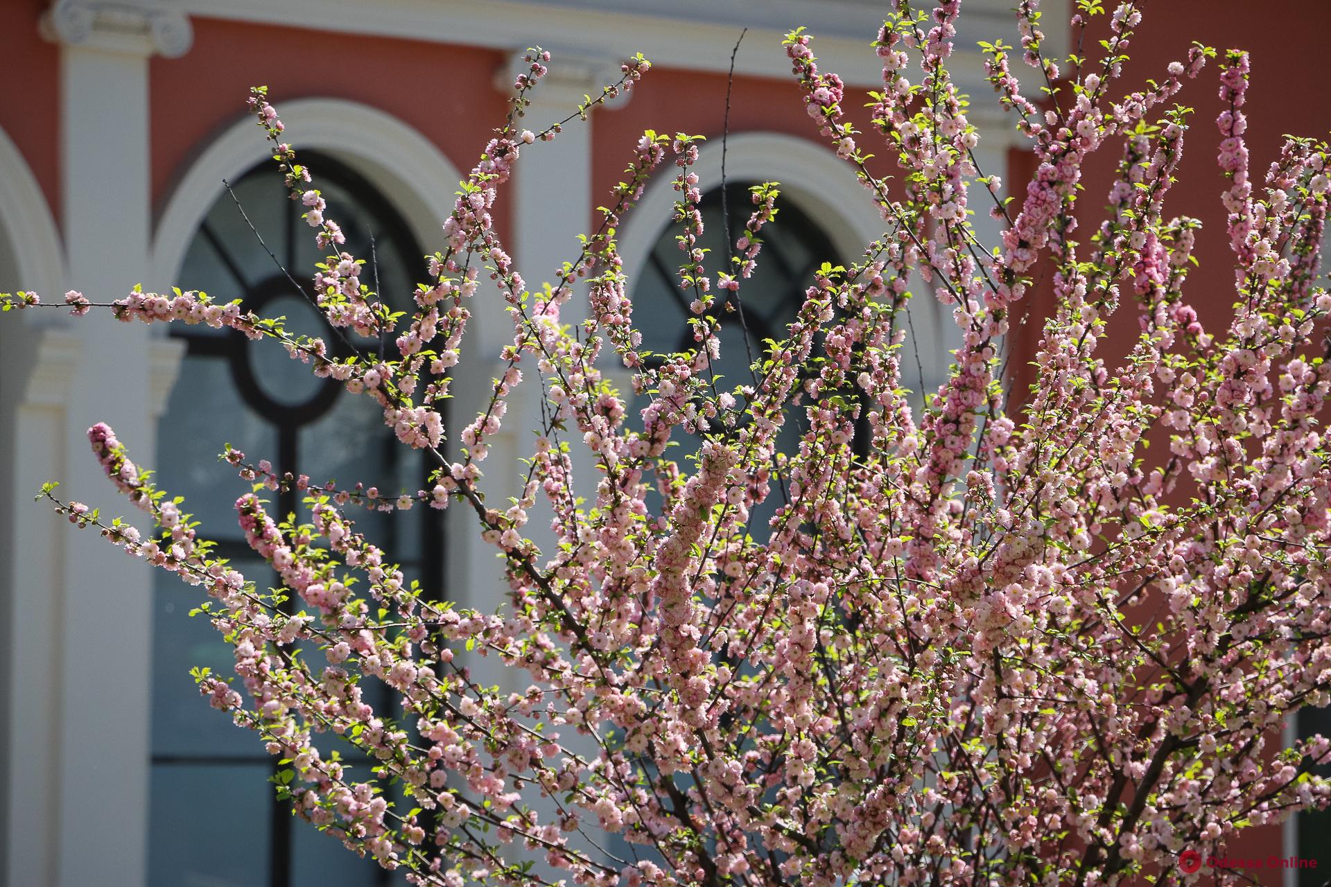 В Одессе цветет сакура (фото)