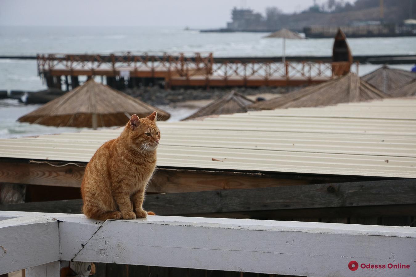 Бандит, музейный и уличный: разнообразие одесских котов (фоторепортаж)