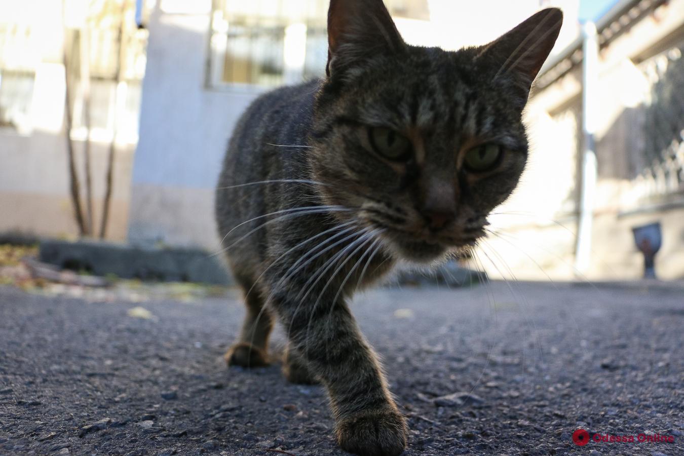 В Одессе проводят бесплатную стерилизацию и вакцинацию бездомных кошек