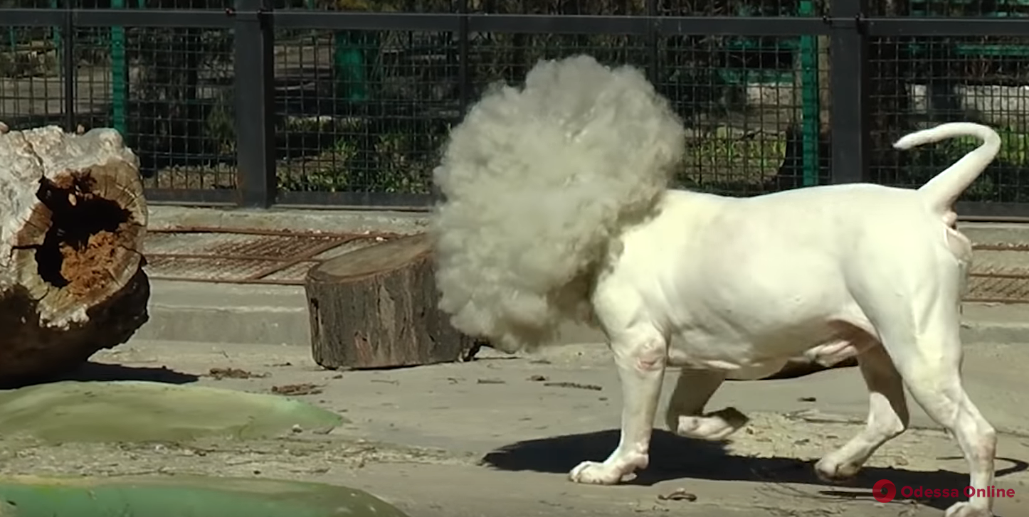 Одесский зоопарк обзавелся гренландским белым львом