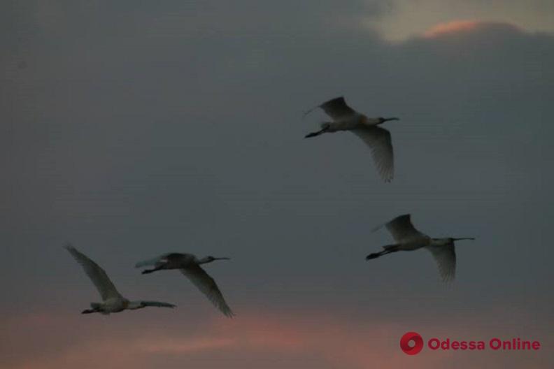 В Одесскую область прилетели краснокнижные птицы с лопатообразным клювом