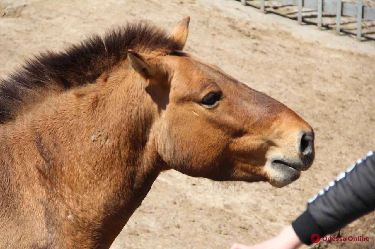 В Одесском зоопарке отпраздновали «День лошадей»